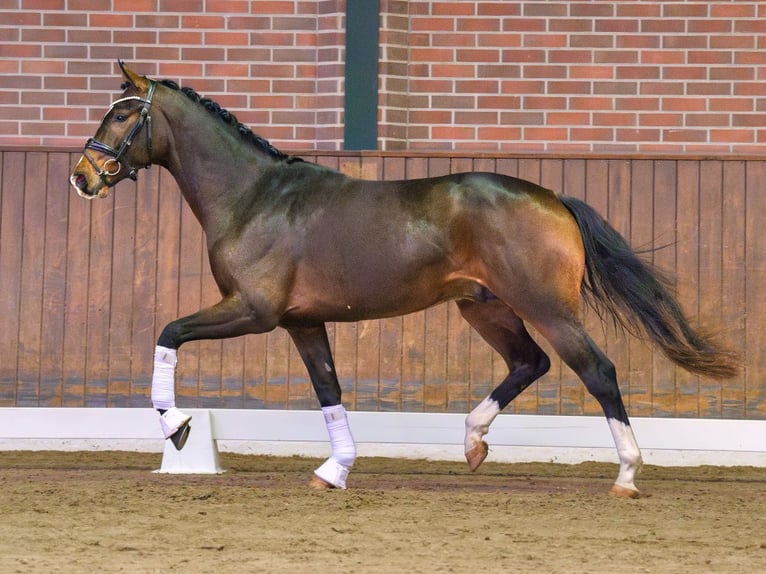 Hannover Stallone 2 Anni Baio in Rostock