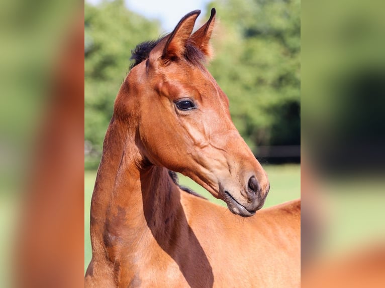 Hannover Stallone 2 Anni Baio in Calau