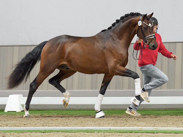 Hannover Stallone 2 Anni Baio in Münster-Handorf