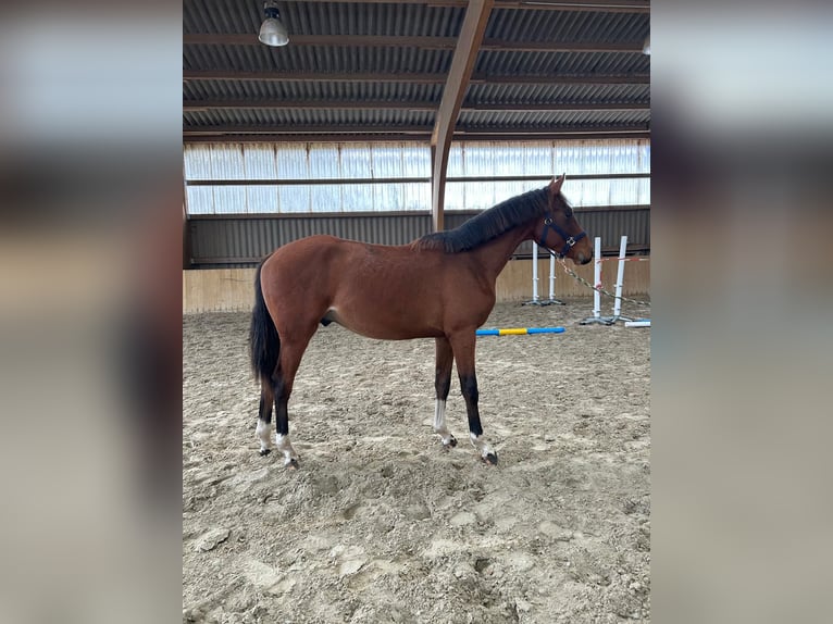 Hannover Stallone 2 Anni Baio in Neukalen