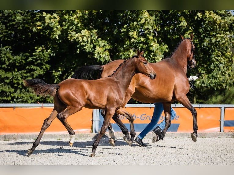 Hannover Stallone 2 Anni Baio ciliegia in Duszniki