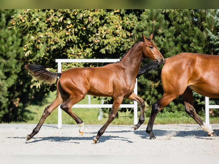 Hannover Stallone 2 Anni Baio ciliegia in Duszniki