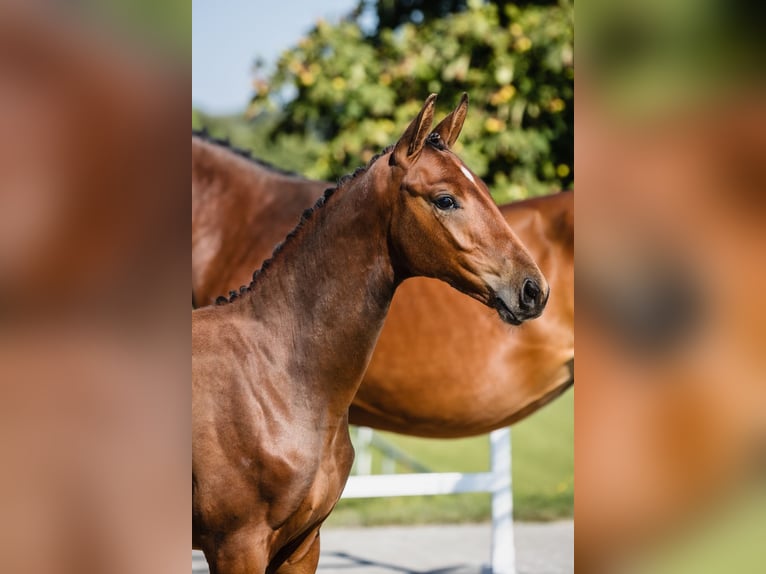 Hannover Stallone 2 Anni Baio ciliegia in Duszniki