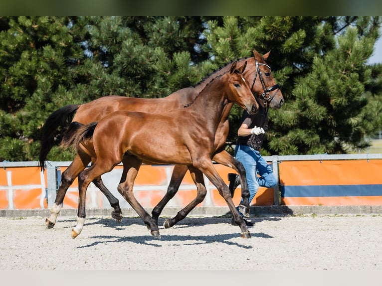 Hannover Stallone 2 Anni Baio ciliegia in Duszniki