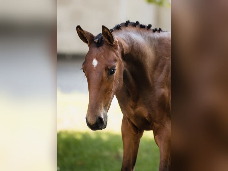 Hannover Stallone 2 Anni Baio ciliegia in Duszniki