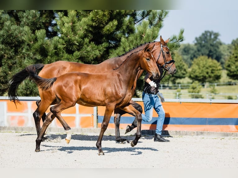 Hannover Stallone 2 Anni Baio ciliegia in Duszniki