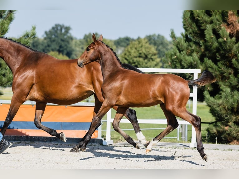 Hannover Stallone 2 Anni Baio ciliegia in Duszniki