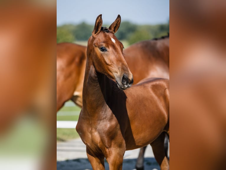 Hannover Stallone 2 Anni Baio ciliegia in Duszniki