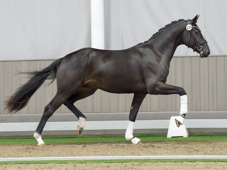 Hannover Stallone 2 Anni Baio nero in Münster-Handorf