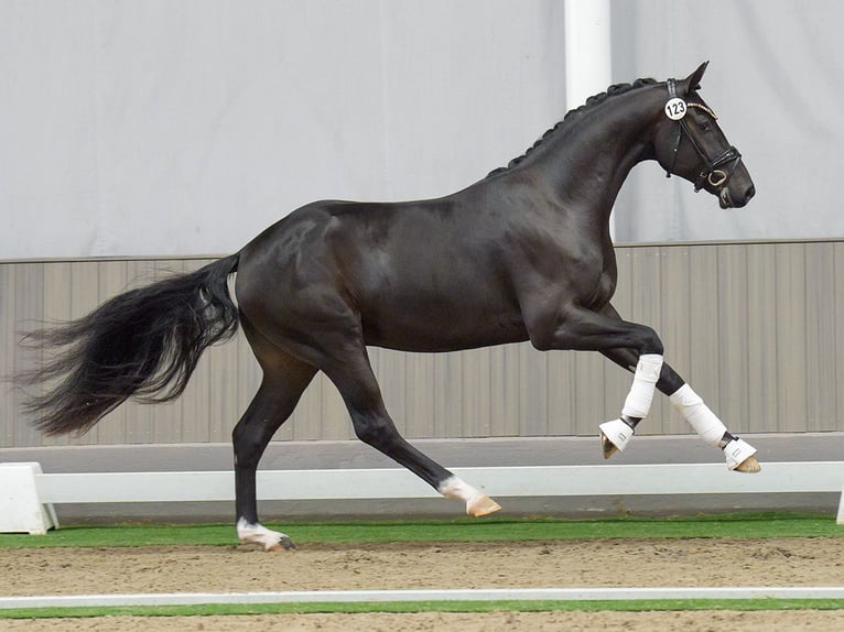 Hannover Stallone 2 Anni Baio nero in Münster-Handorf