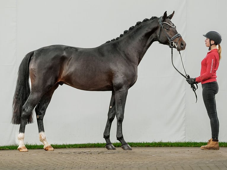 Hannover Stallone 2 Anni Baio nero in Münster-Handorf