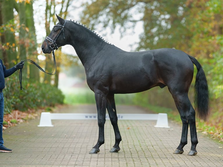 Hannover Stallone 2 Anni Baio scuro in Pölchow