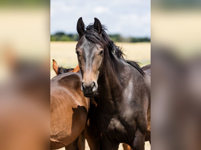 Hannover Stallone 2 Anni Baio scuro in DUSZNIKI