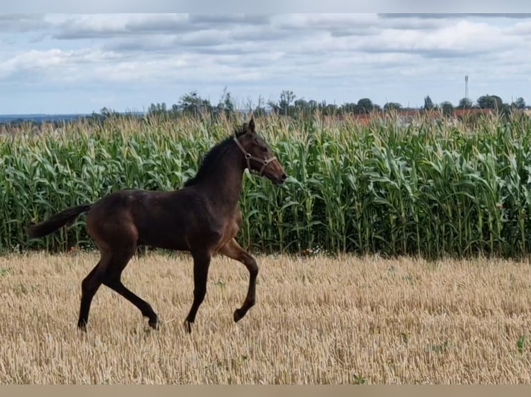 Hannover Stallone 2 Anni Baio scuro in Magdeburg