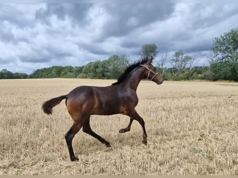 Hannover Stallone 2 Anni Baio scuro in Magdeburg