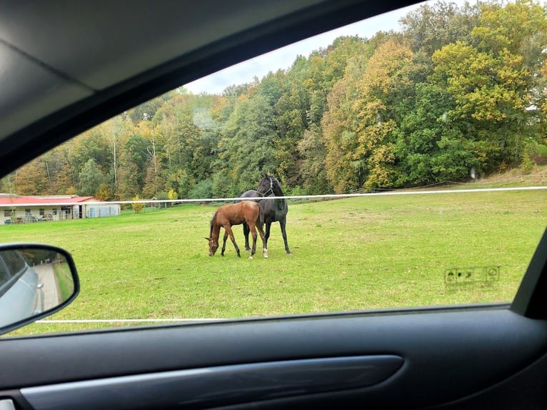 Hannover Stallone 2 Anni in Burgstädt