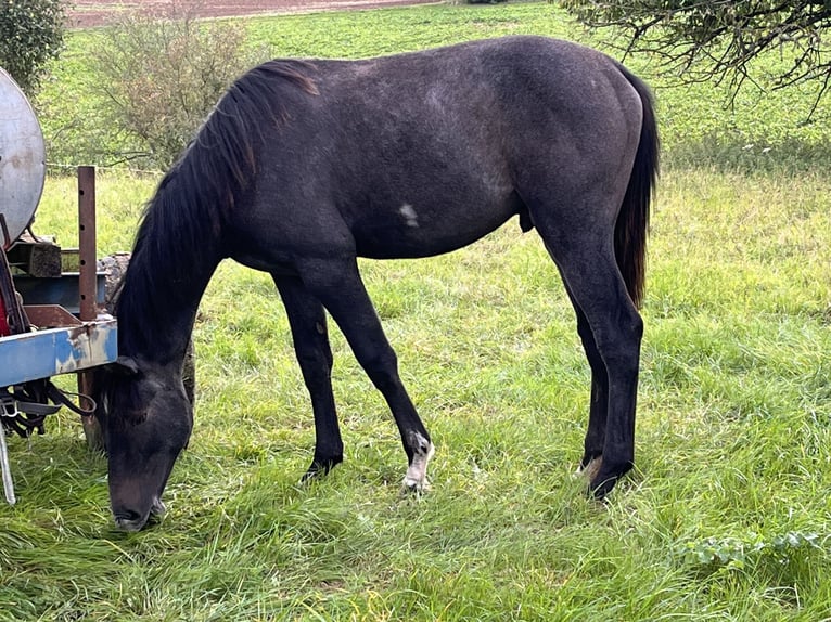 Hannover Stallone 2 Anni Grigio in Niddatal