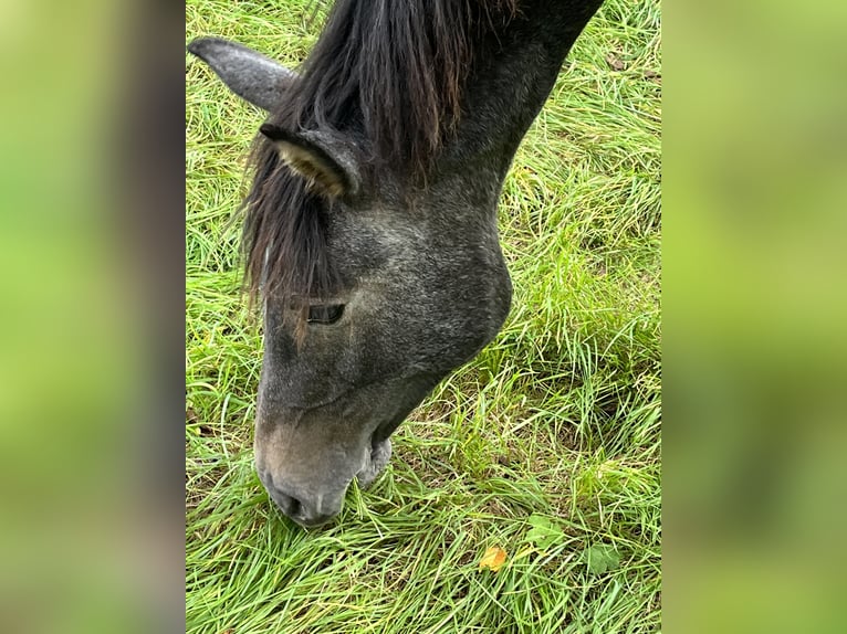 Hannover Stallone 2 Anni Grigio in Niddatal