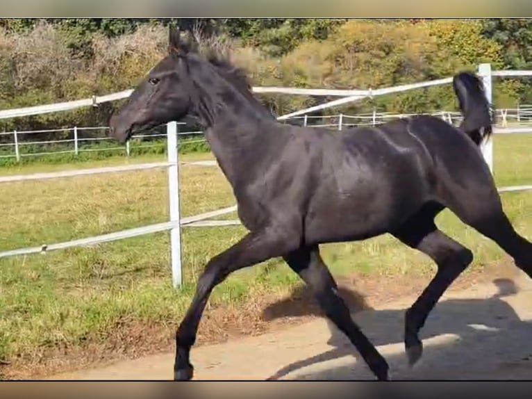 Hannover Stallone 2 Anni Morello in Hahn am See