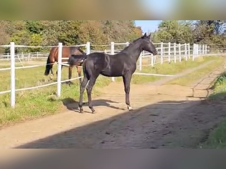 Hannover Stallone 2 Anni Morello in Hahn am See