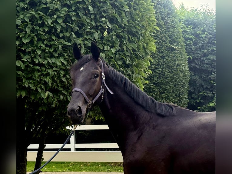 Hannover Stallone 2 Anni Morello in Vechta
