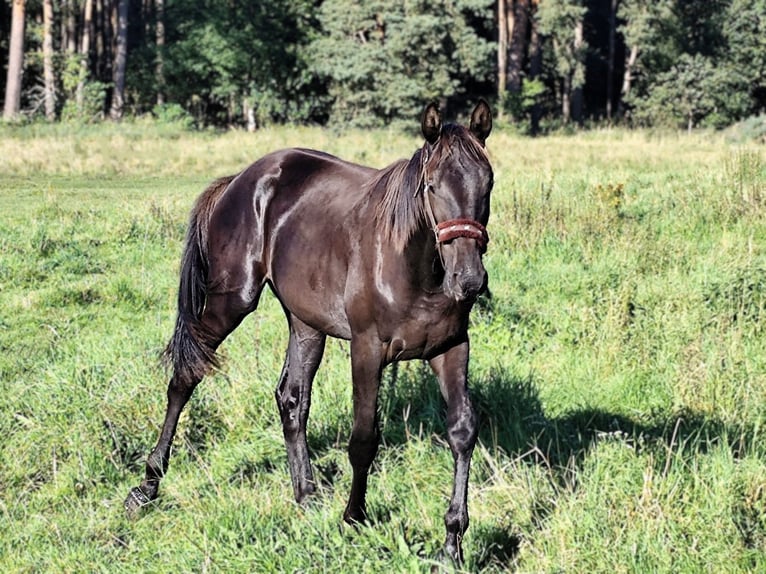 Hannover Stallone 2 Anni Morello in Rathenow