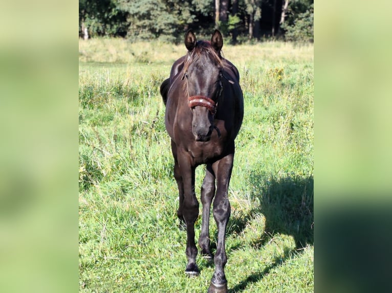 Hannover Stallone 2 Anni Morello in Rathenow