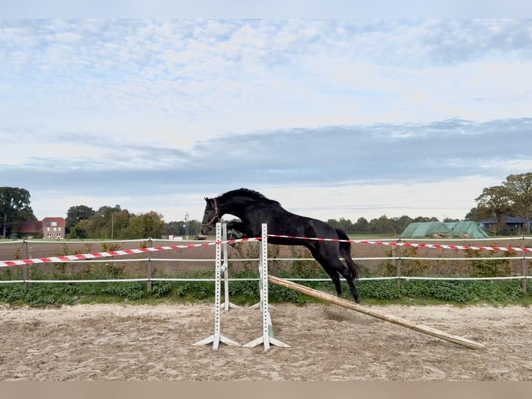 Hannover Stallone 2 Anni Può diventare grigio in Coesfeld