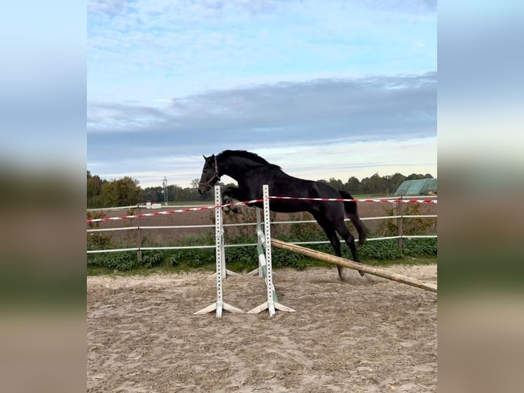 Hannover Stallone 2 Anni Può diventare grigio in Coesfeld