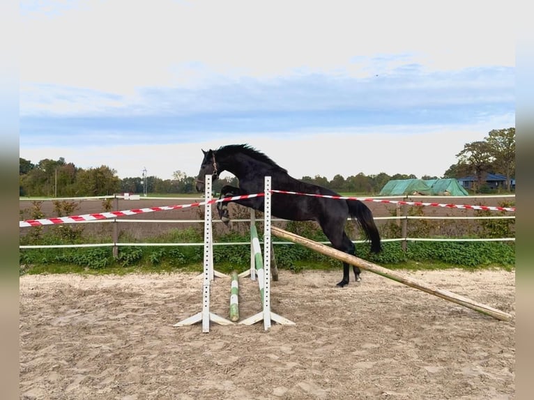Hannover Stallone 2 Anni Può diventare grigio in Coesfeld