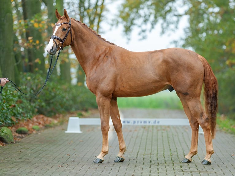 Hannover Stallone 2 Anni Sauro in Pölchow