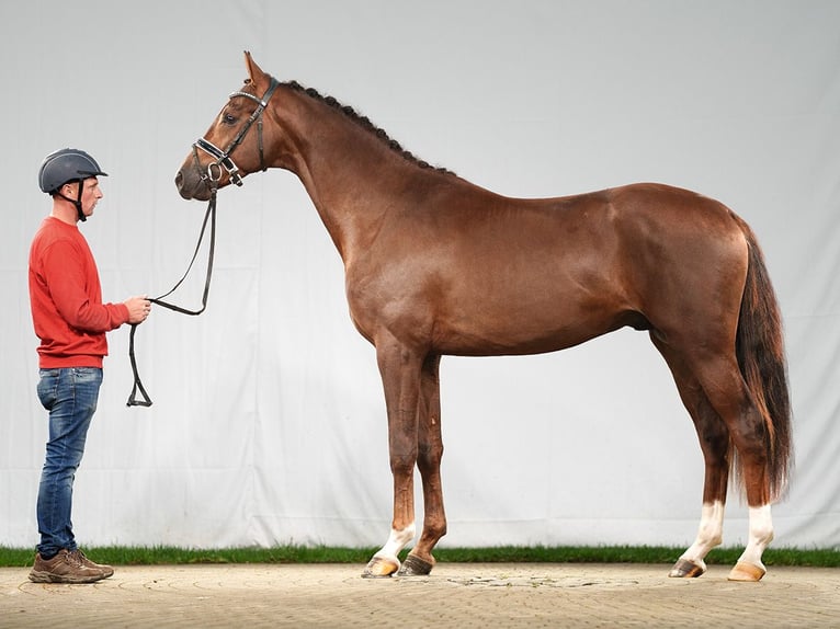 Hannover Stallone 2 Anni Sauro scuro in Münster-Handorf