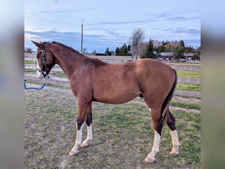 Hannover Stallone 2 Anni Sauro scuro in Hamilton ontario