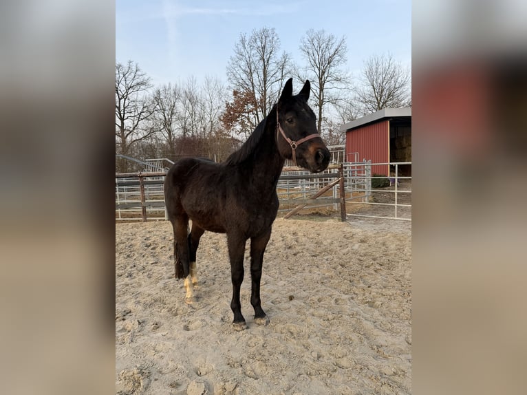 Hannover Stallone 3 Anni 158 cm Baio scuro in Wolfsburg