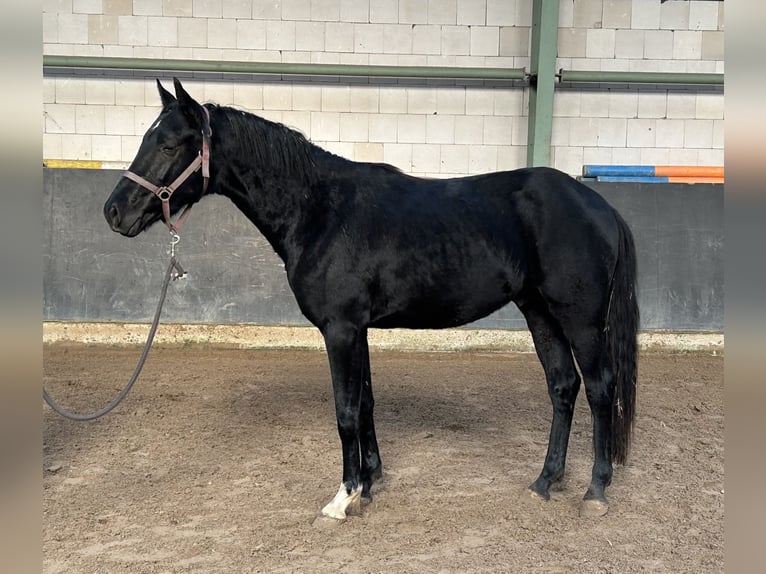 Hannover Stallone 3 Anni 158 cm Morello in Wolfsburg
