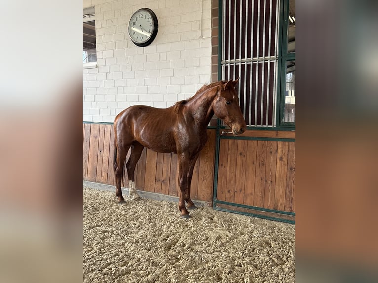 Hannover Stallone 3 Anni 158 cm Sauro scuro in Meppen