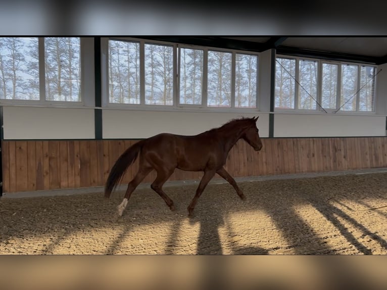 Hannover Stallone 3 Anni 158 cm Sauro scuro in Meppen