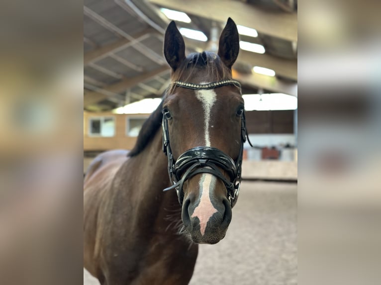 Hannover Stallone 3 Anni 160 cm Baio in Wahlstedt