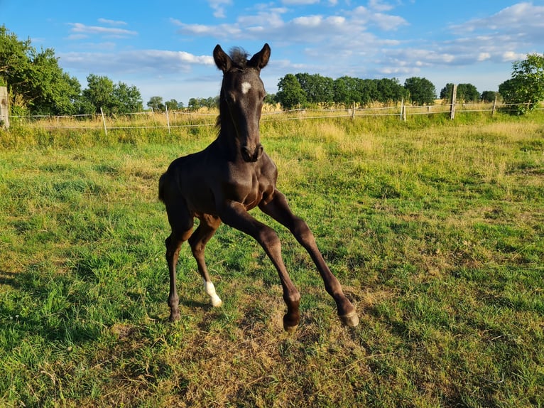 Hannover Stallone 3 Anni 161 cm Morello in Hanstedt I
