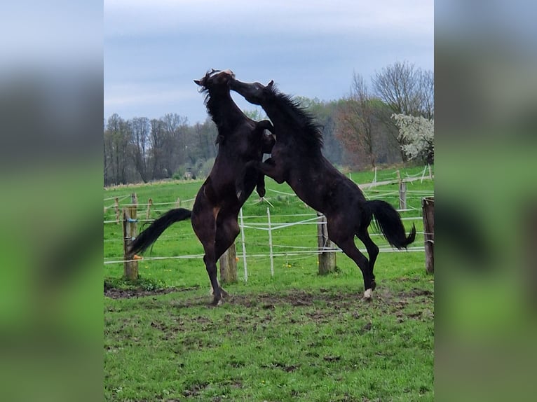 Hannover Stallone 3 Anni 161 cm Morello in Hanstedt I