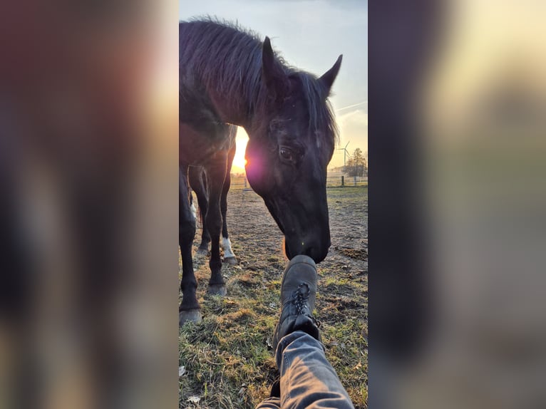 Hannover Stallone 3 Anni 161 cm Morello in Hanstedt I