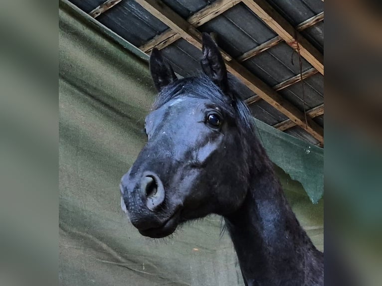 Hannover Stallone 3 Anni 161 cm Morello in Hanstedt I