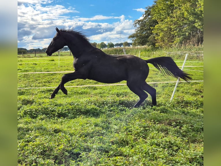 Hannover Stallone 3 Anni 161 cm Morello in Hanstedt I