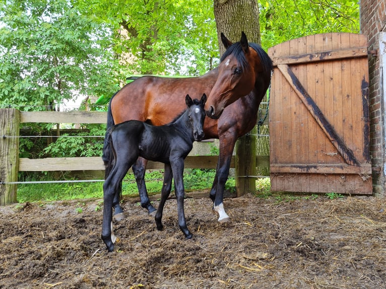Hannover Stallone 3 Anni 161 cm Morello in Hanstedt I