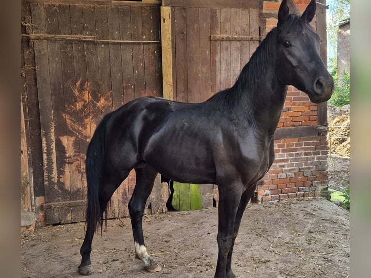 Hannover Stallone 3 Anni 161 cm Morello in Hanstedt I