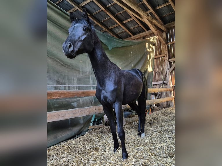 Hannover Stallone 3 Anni 161 cm Morello in Hanstedt I