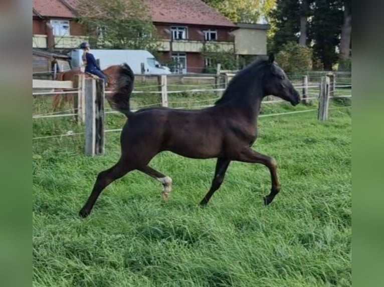 Hannover Stallone 3 Anni 161 cm Morello in Hanstedt I