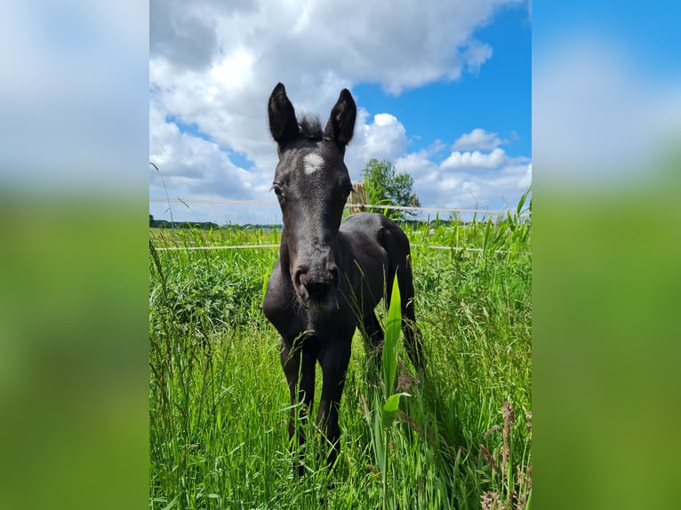 Hannover Stallone 3 Anni 161 cm Morello in Hanstedt I