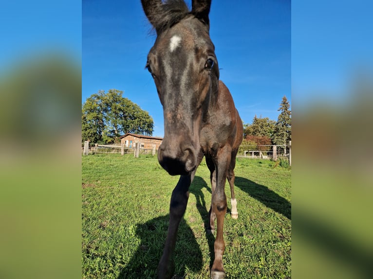 Hannover Stallone 3 Anni 161 cm Morello in Hanstedt I