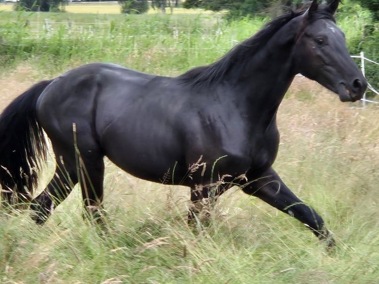 Hannover Stallone 3 Anni 161 cm Morello in Hanstedt I